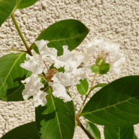   Lagerstroemia indica 'Acoma', fehér virágú selyemmirtusz, fagytűrés -21 fok