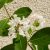 Lagerstroemia indica 'Acoma', fehér virágú selyemmirtusz, fagytűrés -21 fok