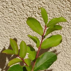   Lagerstroemia indica 'Calroline Beauty', piros virágú selyemmirtusz, fagytűrés -21 fok
