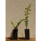 Lagerstroemia indica 'Calroline Beauty', piros virágú selyemmirtusz, fagytűrés -21 fok