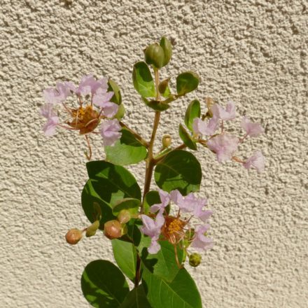 Lagerstroemia indica 'Petite Orchid', halvány rózsaszín virágú selyemmirtusz, fagytűrés -21 fok