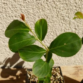   Lagerstroemia indica 'Powhatan', lilás rózsaszín virágú selyemmirtusz, fagytűrés -23 fok