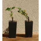 Lagerstroemia indica 'Powhatan', lilás rózsaszín virágú selyemmirtusz, fagytűrés -23 fok