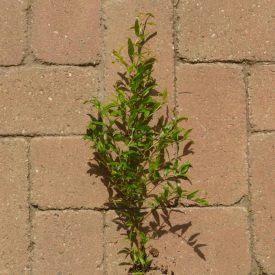   Punica granatum 'Sotchi Russia', Szocsi gránátalma, fagytűrés -20 fok