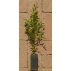 Punica granatum 'Sotchi Russia', Szocsi gránátalma, fagytűrés -20 fok