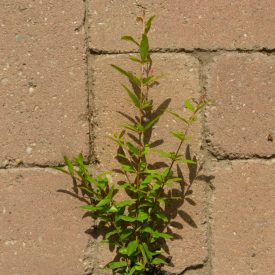   Punica granatum 'Entekhabi Saveh', gránátalma, fagytűrés -25 fok