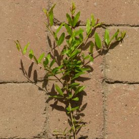   Punica granatum 'Persien', gránátalma, fagytűrés -18 fok