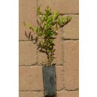 Punica granatum 'Persien', gránátalma, fagytűrés -18 fok