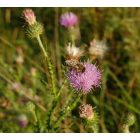 Útszéli bogáncs (Carduus acanthoides) vetőmag