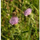 Útszéli bogáncs (Carduus acanthoides) vetőmag