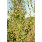 Útszéli bogáncs (Carduus acanthoides) vetőmag