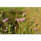 Útszéli bogáncs (Carduus acanthoides) vetőmag