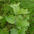 Vadalma csomag, 6 faj, 12 csemete