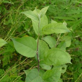 Vadalma csomag, 6 faj, 12 csemete