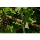 Mezei juhar (Acer campestre) vetőmag