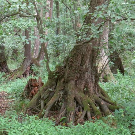 Mézgás éger (Alnus glutinosa) vetőmag