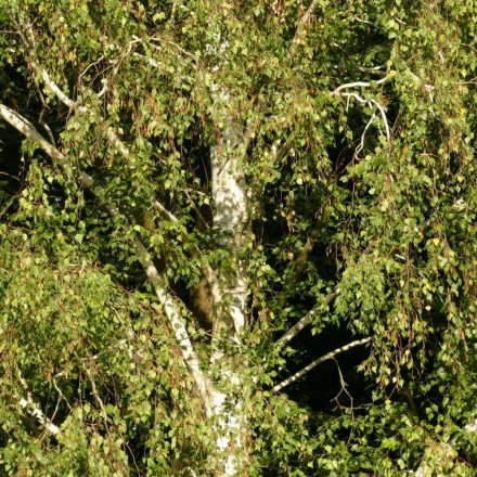 Közönséges nyír (Betula pendula) vetőmag