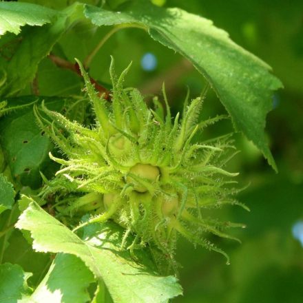 Török mogyoró (Corylus colurna) vetőmag