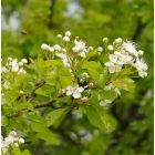 Egybibés galagonya (Crataegus monogyna) vetőmag