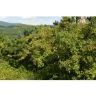 Egybibés galagonya (Crataegus monogyna) vetőmag
