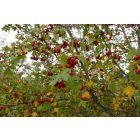 Egybibés galagonya (Crataegus monogyna) vetőmag