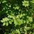 Magyar kőris (Fraxinus angustifolia subsp. danubialis) vetőmag