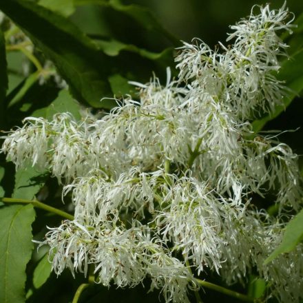 Virágos kőris (Fraxinus ornus) vetőmag