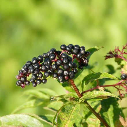 Gyalogbodza földi bodza, (Sambucus ebulus) vetőmag