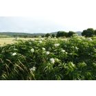 Gyalogbodza földi bodza, (Sambucus ebulus) vetőmag
