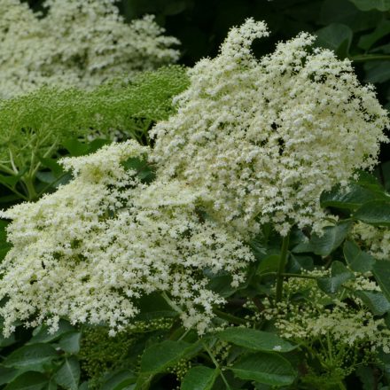 Fekete bodza (Sambucus nigra) vetőmag