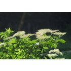 Fekete bodza (Sambucus nigra) vetőmag