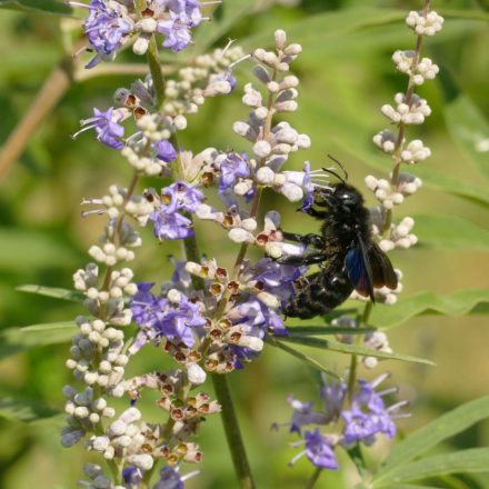 Barátcserje (Vitex agnus-castus) vetőmag