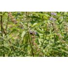 Barátcserje (Vitex agnus-castus) vetőmag