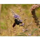 Barátcserje (Vitex agnus-castus) vetőmag
