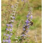 Barátcserje (Vitex agnus-castus) vetőmag