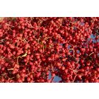 Szecsuáni bors (Zanthoxylum piperitum) vetőmag