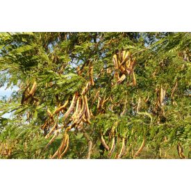   Nitrogénkötő fák és cserjék permakultúrához, 4 féle vetőmag