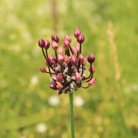 Bajúszos hagyma (Allium vineale) fiókhagymák