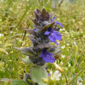 Közönséges ínfű (Ajuga genevensis) vetőmag