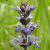 Indás ínfű (Ajuga reptans) vetőmag