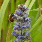 Indás ínfű (Ajuga reptans) vetőmag
