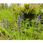 Indás ínfű (Ajuga reptans) vetőmag
