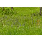 Indás ínfű (Ajuga reptans) vetőmag