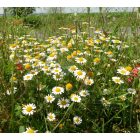 Nehézszagú pipitér (Anthemis cotula) vetőmag