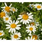 Nehézszagú pipitér (Anthemis cotula) vetőmag