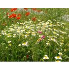 Nehézszagú pipitér (Anthemis cotula) vetőmag