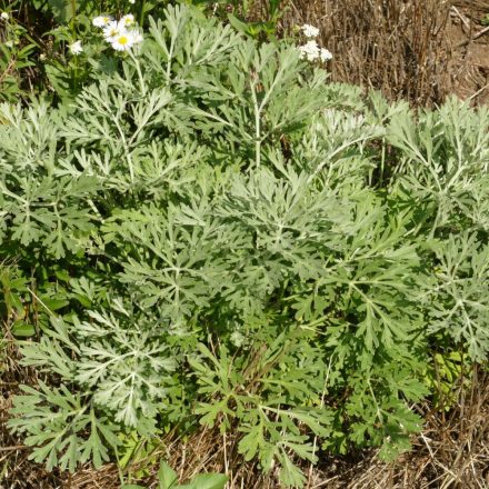 Fehér üröm (Artemisia absinthium) vetőmag