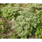 Fehér üröm (Artemisia absinthium) vetőmag