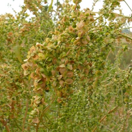 Hosszúlevelű laboda (Atriplex oblongifolia) vetőmag