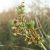 Terebélyes laboda (Atriplex patula) vetőmag